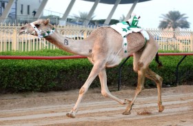 «دجلة» و «مقداد» يبدعان في يوم الثنايا.. والمتحدي والواثق يسيطران على ناموس الحول والزمول بالمرموم