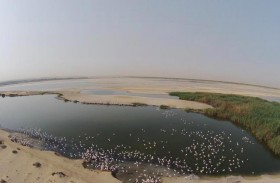 الإمارات تحتفل باليوم العالمي للبيئة اليوم