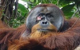 سابقة فريدة.. قرد يداوي جرحه بنبات طبي