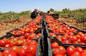 الطماطم المعدلة وراثيا تعوض ما ينقصكم