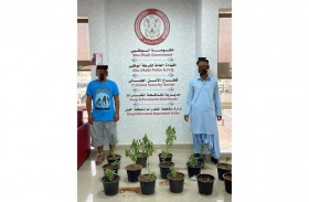 شرطة أبوظبي تقبض على شخصين زرعا «14 نبتة» ماريجوانا في مزرعة