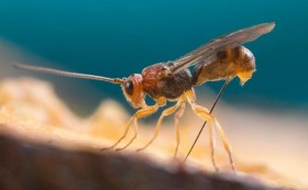 اكتشاف دبابير تحول الفيروسات إلى أسلحة بيولوجية