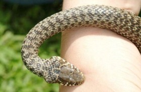 تتلقى 42 جرعة مضادة للسم بعد لدغة قاتلة