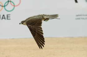 منافسات كأس الاتحاد لسباقات الصقور تنطلق غدا في دبي