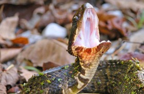 سلوك دفاعي فريد.. لماذا يفتح الثعبان القطني فمه الأبيض؟