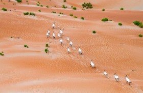 هيئة البيئة - أبوظبي تنظم ندوة حوارية حول برامج صون المها العربي