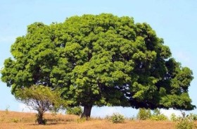 700 قرية تحمل اسمها.. سر ارتباط السودانيين بـ الشجرة