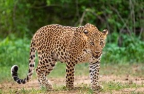 فهد يقتحم كافيتريا 