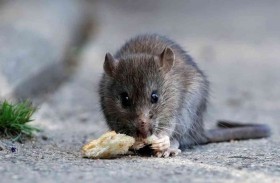 دراسة وسط الفئران تكشف وصفة الشباب والعمر الطويل