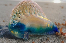 تحذير عاجل بعد ظهور «رجل الحرب البرتغالي»