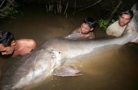 أنواع من أسماك نهر ميكونغ الآسيوية مهدد بالانقراض 