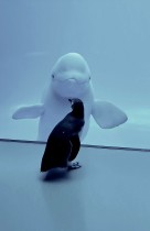 بطريق يبلغ من العمر 32 عامًا ، يلتقي مع الحيتان البيضاء في صورة مأخوذة من فيديو في منتزه بشيكاغو .ا ف ب