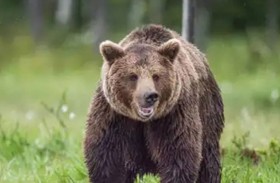 دب يتسبب بإصابات خطيرة لطلاب ومعلمين