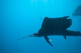 سمكة تطعن امرأة 