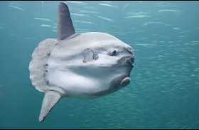 سمكة تحطم الرقم القياسي بوزن 3 أطنان