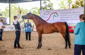 برعاية منصور بن زايد.. كأس الإمارات العالمي لجمال الخيل العربية تنطلق اليوم في سكوتسديل الأمريكية