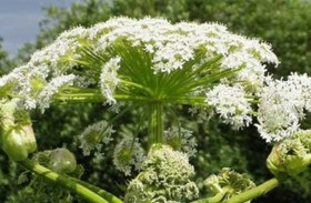 نبات الخنزير يحرق جلد رجل