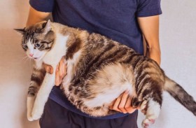 السكري يهدد صحة حيواناتك الأليفة