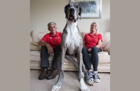 من فأر بطول 56 سم إلى كلب يفوق المترين.. حيوانات عملاقة تحيّر العلماء