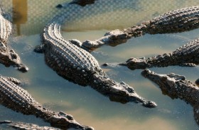 تلقي ابنها المعاق في بحيرة تماسيح