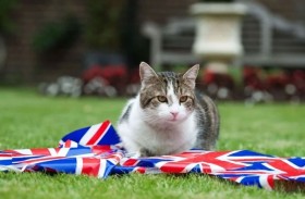 كيف أصبح القط لاري الرمز الشعبي الأول في بريطانيا؟