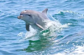 لقطة نادرة لدولفين تثير الجدل.. وخبراء يؤكدون صحتها