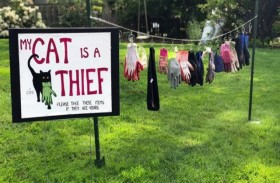 الشرطة تعلق على جرائم القط اللص