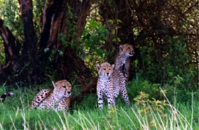 هروب 3 فهود في الصين تثير مخاوف