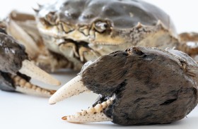 مصايد لوقف هجمات سلطعون «القفازي الصيني»