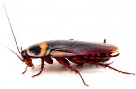 فائدة مدهشة لصوت الصرصار 