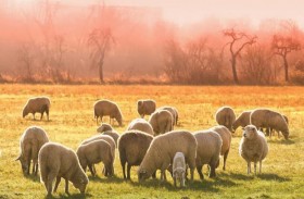 إسبانيا تواجه حرائق الغابات بـ«الماعز والأغنام»