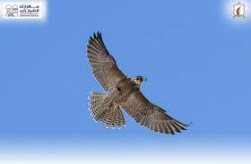 اليوم .. انطلاق مهرجان الظفرة للصيد بالصقور 
