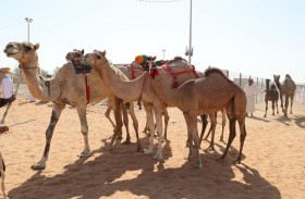 برعاية محمد بن زايد .. مهرجان الظفرة ينطلق بمدينة سويحان اليوم