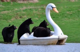 صدق أو لا تصدق.. دببة يتنزهون على متن «بجعة»