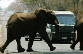 فيل يدهس سائحة حتى الموت