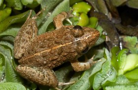 اكتشاف موطن جديد لضفادع مائية مهددة 