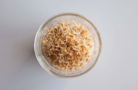 براعم القمح