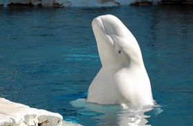 حوت تائه في نهر قرب باريس