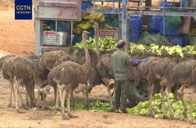 مسيرة عجيبة لقطيع النعام 