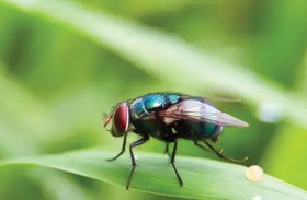 «دماغ الذبابة» يعلّمنا كيف يعمل العقل البشري