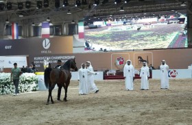 نجاح بطولة كردستان لجمال الخيل