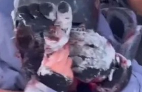 نمر ثلجي يهاجم سائحة 