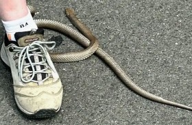 رعب حقيقي.. ثعبان في حذاء امرأة 