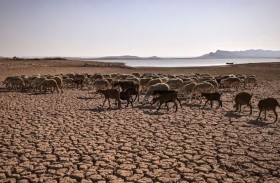 تداعيات الجفاف تصل إلى الحليب واللحوم الحمراء