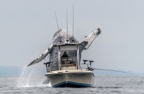 الحوت الأحدب يصدم قارب صيد