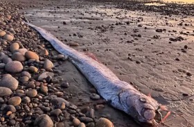 رصد نادر لسمكتي «يوم القيامة»