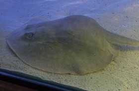 حيرت العلماء.. سمكة حامل دون تزاوج