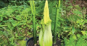 زهرة.. اسمها الجثة ورائحتها كالفئران