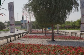 بلدية مدينة أبوظبي تزين منطقة مهرجان الشيخ زايد بأعمال زراعية تجميلية