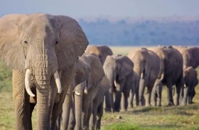 فيلة غاضبة تسحق بيوتاً على ساكنيها 